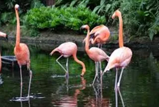 Flamingo Watching Zone Billiards
