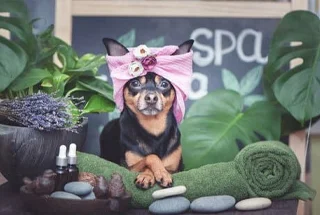 Pets Spa